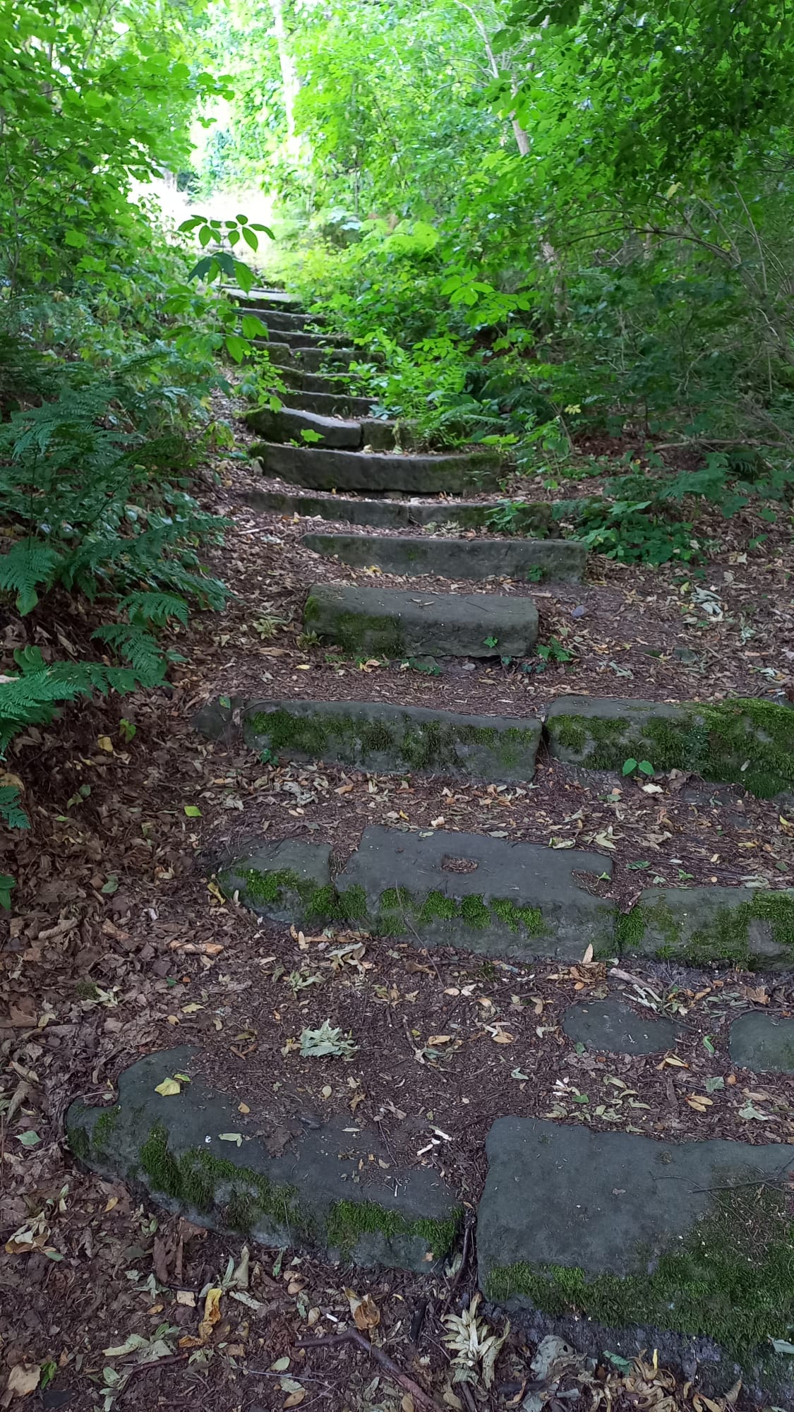 waldtreppe-weg-zur-inneren-ruhe